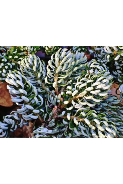 Когоутс Айсбрейкер хвоя